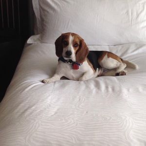 Meet your Posher, Joy